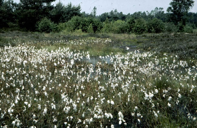 Moorland with common Cottongrass