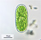Actinotaenium phymatosporum