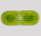 Actinotaenium rufescens