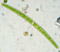 Closterium angustatum