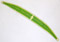 Closterium striolatum