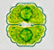 Cosmarium subprotumidum