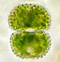 Cosmarium brebissonii