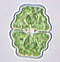 Cosmarium venustum