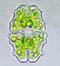 Euastrum elegans