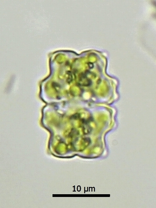Euastrum subalpinum