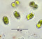 Heimansia species