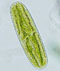 Netrium oblongum