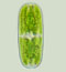 Penium polymorphum