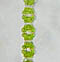 Spondylosium pulchellum