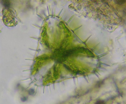 Staurastrum polytrichum, topaanzicht
