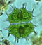 Xanthidium cristatum