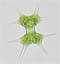 Xanthidium octocorne