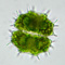 Xanthidium basidentatum