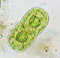 Actinotaenium cucurbita