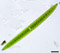 Closterium acerosum