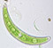 Closterium cynthia