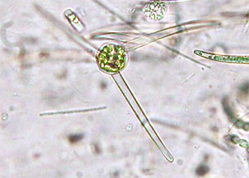 Closterium gracile, zygospore