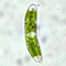 Closterium pusillum