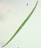 Closterium delpontei