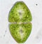 Cosmarium ovale