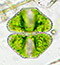 Cosmarium turpinii