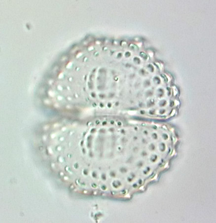 Cosmarium formosulum, empty cell