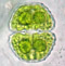 Cosmarium quinarium