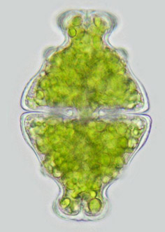 Euastrum ampullaceum, mouse-over