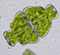 Euastrum ampullaceum