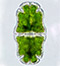 Euastrum crassum