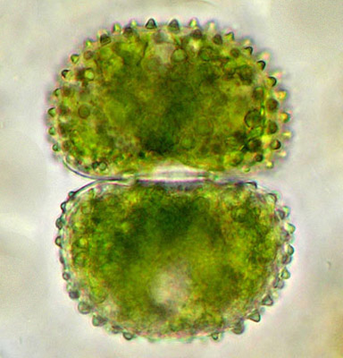 Cosmarium venustum
