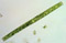 Pleurotaenium ehrenbergii