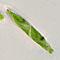 Spirotaenia erythrocephala