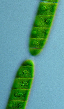 Spirotaenia condensataSpirotaenia condensata, close-up van dochtercellen