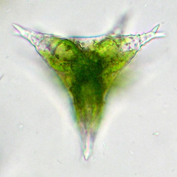 Staurastrum furcigerum in top-aanzicht