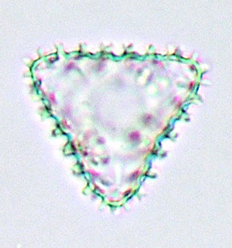 empty semicell van Staurastrum scabrum in topaanzicht