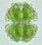 Staurastrum spongiosum