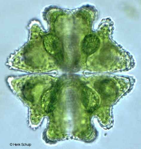 Micrasterias americana