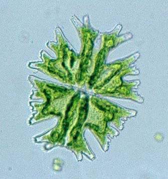 Micrasterias americana