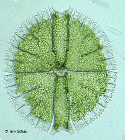 Micrasterias rotata