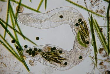 olgochaete worm met Closterium moniliferum