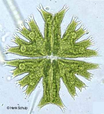 Micrasterias crux-melitensis