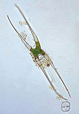 Closterium setaceum, zygospore