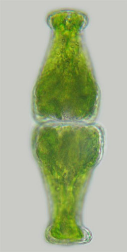 Euastrum insigne in lateral and apical view