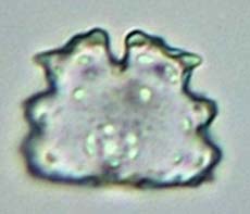 Euastrum bidentatum, empty semicell