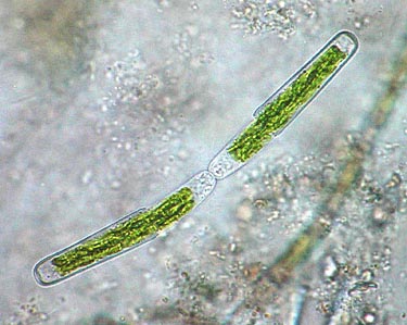 Haplotaenium minutum, dividing cells