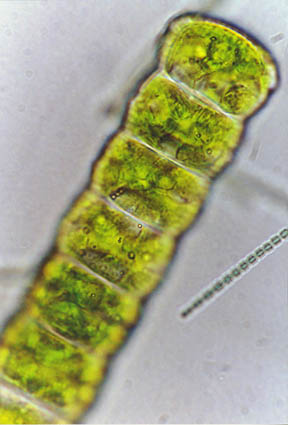 Detail of cell filament