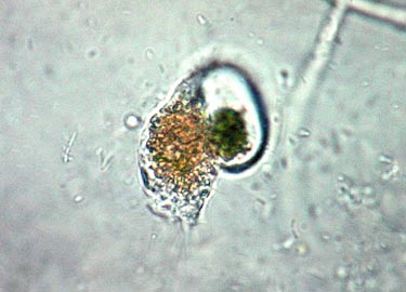 Mesotaenium macrococcum attacked by amoeba Vampyrella