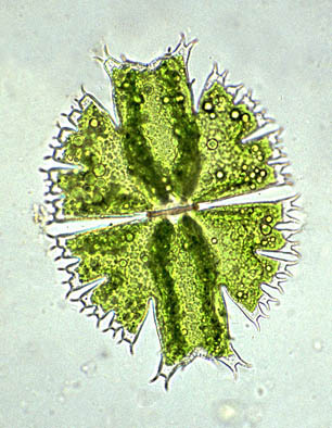 Micrasterias brachyptera